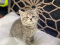 Yeni gelen british shorthair güzellikler