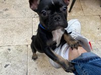 3.5 aylık aşıları tam French Bulldog
