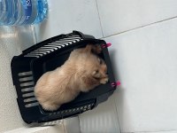 2 aylık baby Face Safkan golden retriever