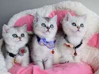 Show kalite silver british shorthair bebekleirm 