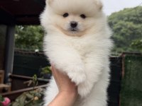 AYI SURAT POMERANİAN BOO