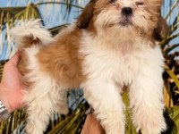 Shih-Tzu (Şitsu) Çocuklarım