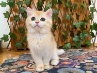British Shorthair Golden NY12 Dişi