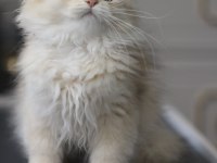 British Longhair Bebeğim yeni yuvasını bekliyor