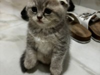 Scottish fold yavrularımıza yuva arıyoruz