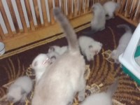 Minik kediler kuzucuklarım