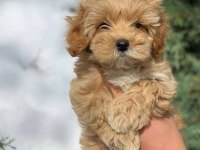 SİZİN ZAMANINIZI SAHİPLENECEK MALTİPOO YAVRULARI