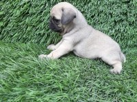 PUG MOPS CREM VE SİYAH