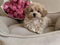 POFUDUK MALTİPOO BEBEĞİMİZ