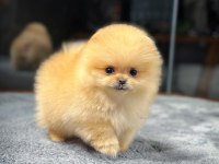 AA Kalite Safkan Garantili Pomeranian Yavrular