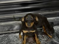 Doberman Yavrularım Erkek ve Dişi