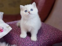 Kar Topu Mavi Gözlü NS1133 British Shorthair