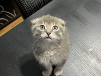 50 Günlük Gri Scottish Fold Bebek