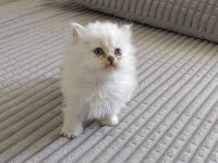 Dişi ve erkek british shorthair yavrularımız