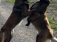 Sevgine zamanına emeğine değecek köpek arayanlara