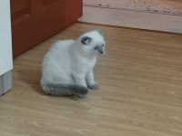 Scottish fold