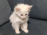 Beyaz cins british longhair kedimiz