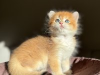Mükemmel Kalite Golden Ny12 British Longhair