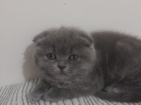 Dişi Scottish Fold Gri