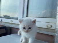 acil british longhair erkek 12 nisan doğumlu