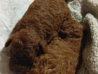 Kore toy poodle erkek yer İzmir Buca