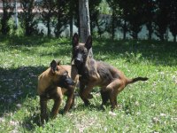 Dişi Malinois Yavrular