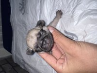 45 günlük pug yavruları 3 dişi
