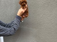 Teacup kore kg garantili poodle