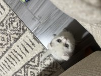 4 Aylık Dişi Scottish Fold
