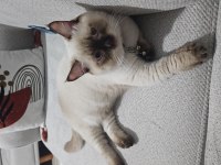 British shorthair