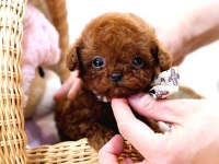Maltipoo Kore Bebişler
