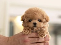 MAYA KIZIMIZIN MÜKEMMEL YAVRUSU TOY POODLE