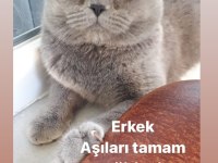 Tatlı British Shorthair Kedimiz Yeni Sahibini Bekliyor