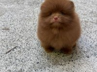 Çikolata Erkek Teddy Bear Garantili Pomeranian