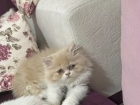 Chinchilla 2 aylık güzel yavrumuz