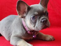 French bulldog yavrularımız