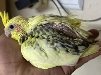 Görsel Harikası Sarı Bebek Sultan Papağanı