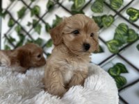 Maltipoo yavrusu köpeklerimiz