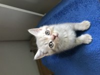 Scottish fold british shorthair yavrular