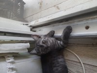 British shorthair yavru