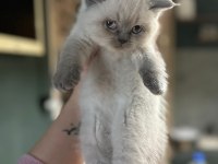2 Aylık British Shorthair Erkek