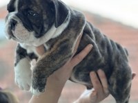 Harika Anatomi İngiliz Bulldog