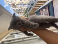 British shorthair 4 adet erkek