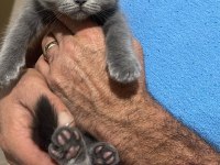 YENİ DOĞAN KEDİLERİME SICAK YUVA ARANIYOR