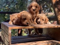 Maltipoo yavrularımız yeni yuvasını arıyor