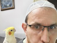 1 Dişi Ve 1 Erkek Ele Omuza Alışık Sultan Papağanlar