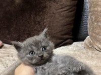 British shorthair ve scottish fold yavrular
