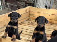 DOBERMAN YAVRULARI