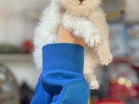 British longhair pamuk şekerler ailelerini arıyor