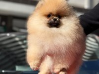 Safkan pomeranian yavruları